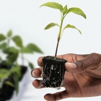 Pflanzenzucht & Growbedarf